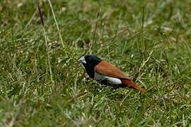 Tricolored Munia