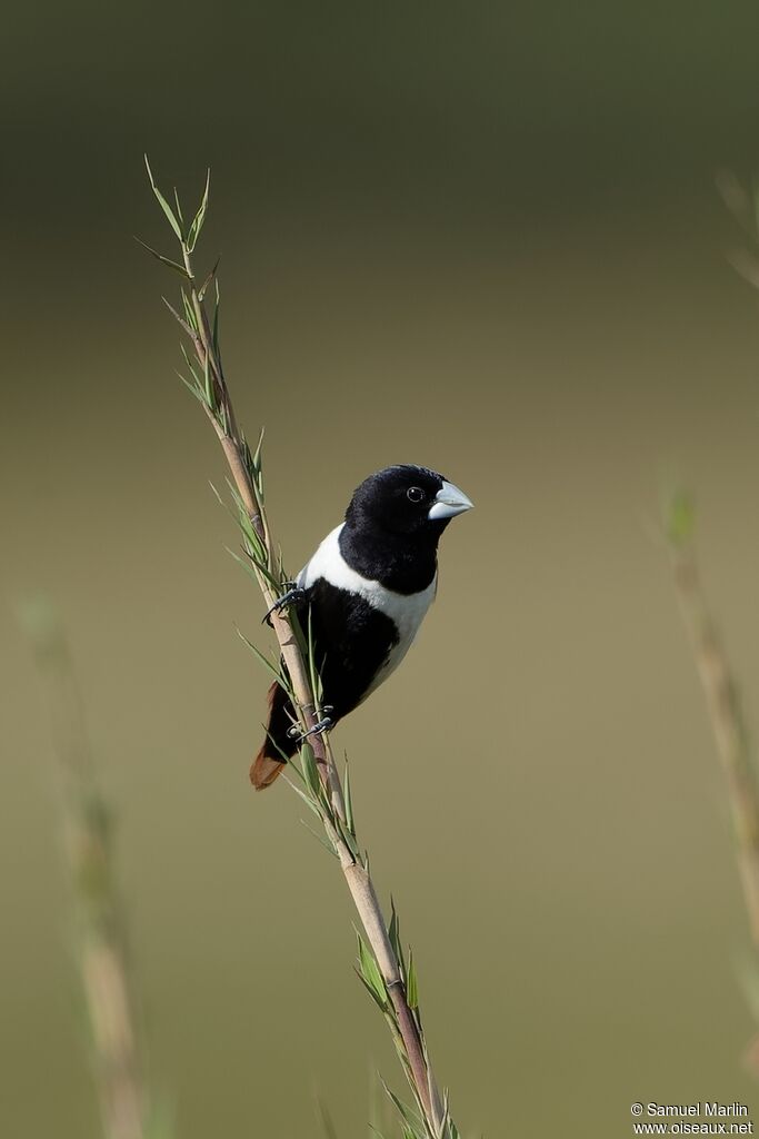 Tricolored Muniaadult