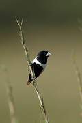 Tricolored Munia