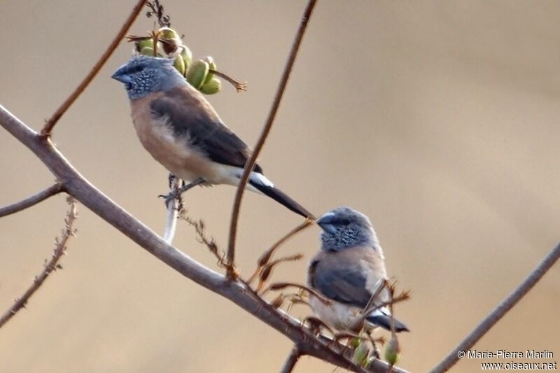 Grey-headed Silverbilladult