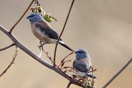 Grey-headed Silverbill