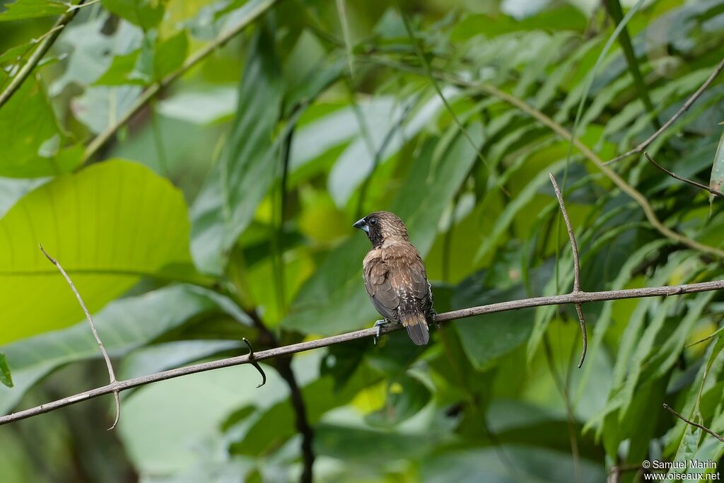 Black-throated Muniaadult