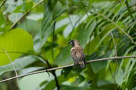 Black-throated Munia