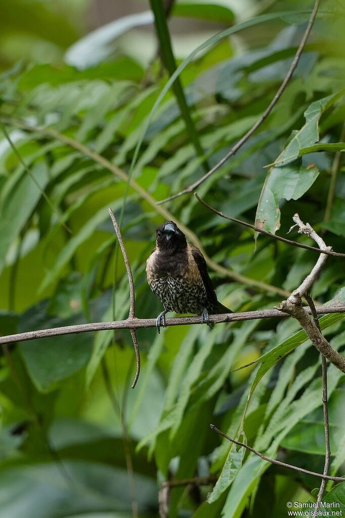 Black-throated Muniaadult