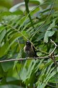 Black-throated Munia