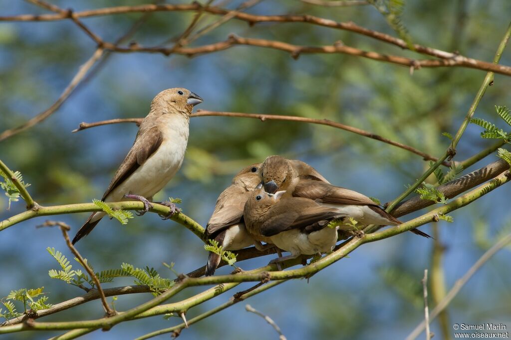 African Silverbill, eats