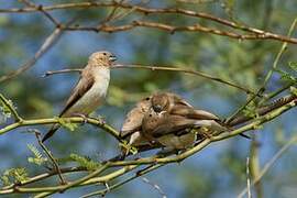 African Silverbill