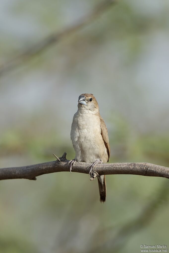 Indian Silverbilladult