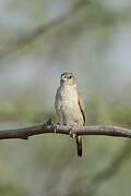 Indian Silverbill