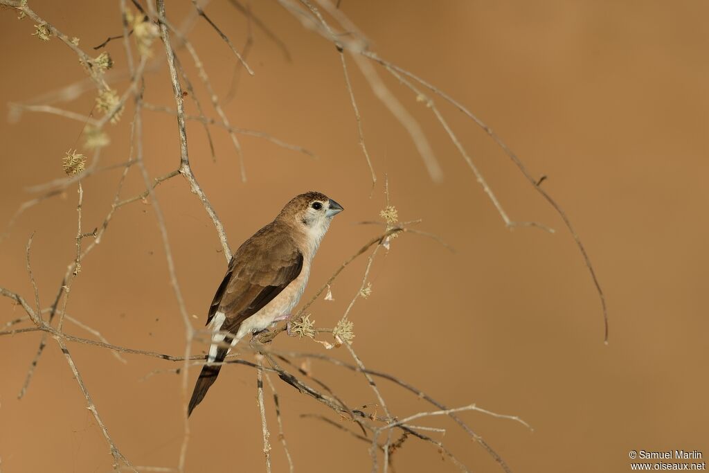 Indian Silverbilladult