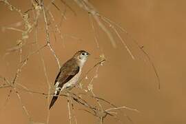 Indian Silverbill