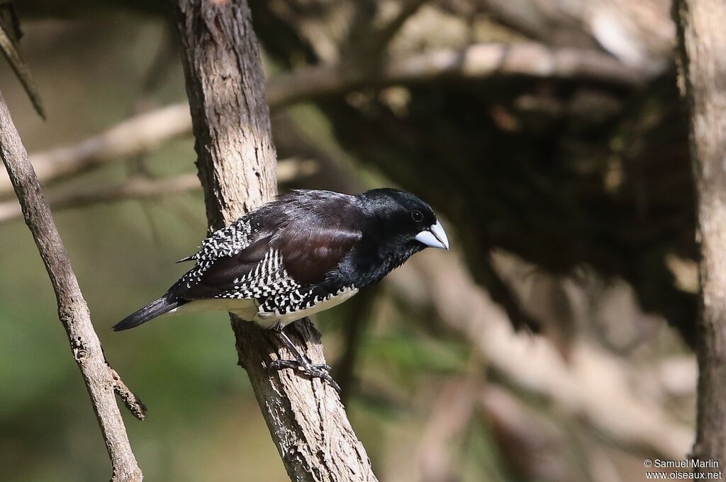 Black-and-white Mannikin male adult