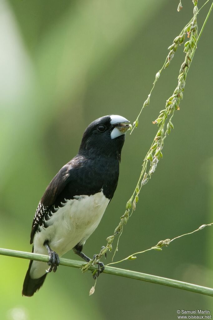 Capucin bicolore