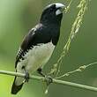 Capucin bicolore