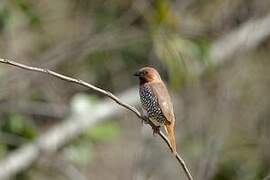 Scaly-breasted Munia