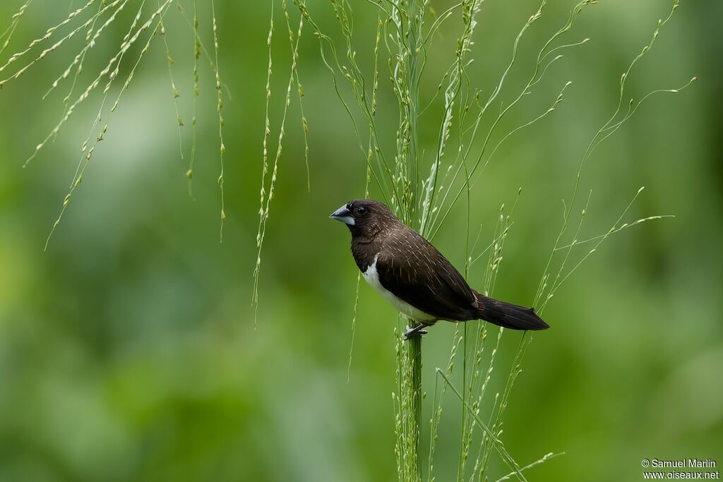 White-rumped Muniaadult