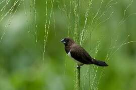 White-rumped Munia