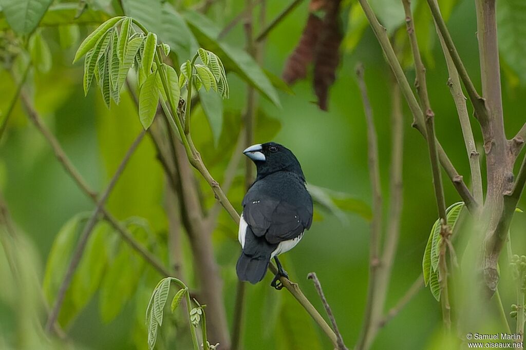 Magpie Mannikinadult