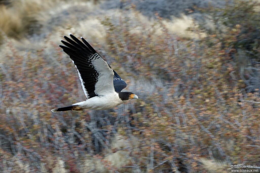 Caracara à gorge blancheadulte, Vol