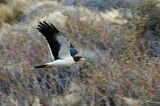 Caracara à gorge blanche