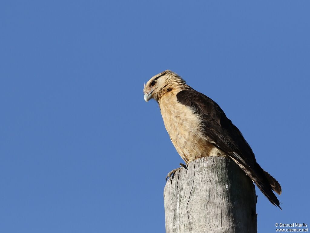 Yellow-headed Caracara