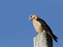 Caracara à tête jaune