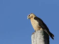 Caracara à tête jaune