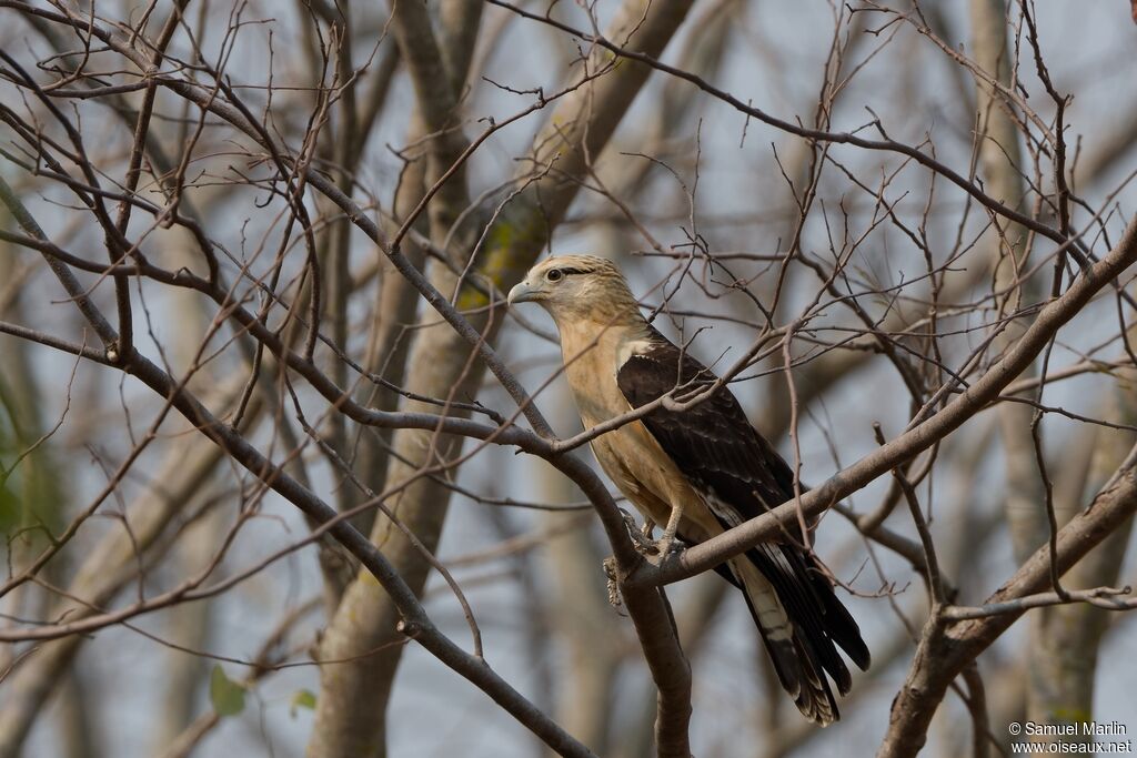 Yellow-headed Caracaraadult