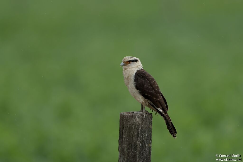 Yellow-headed Caracaraadult
