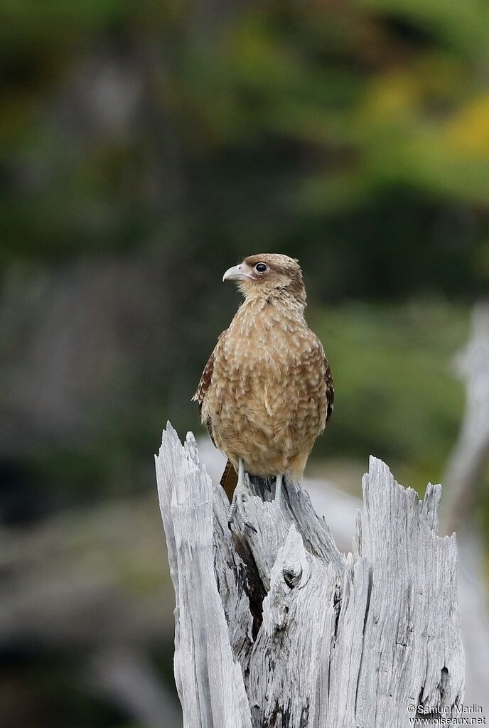 Caracara chimangoadulte