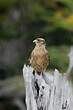 Caracara chimango