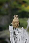 Chimango Caracara