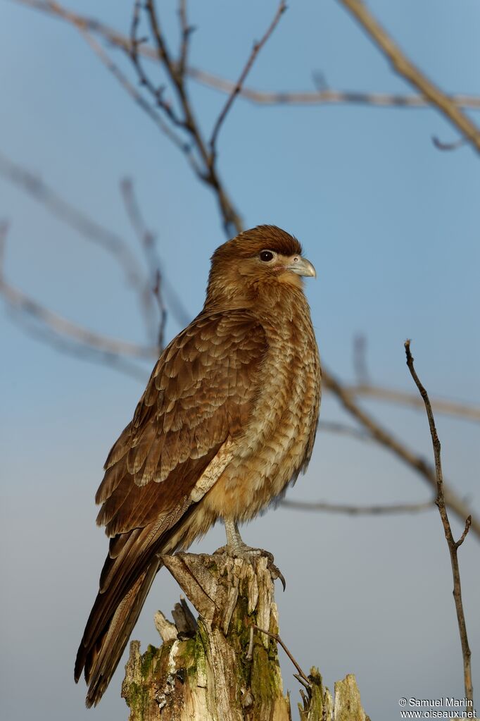 Chimango Caracaraadult