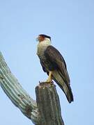 Crested Caracara (cheriway)