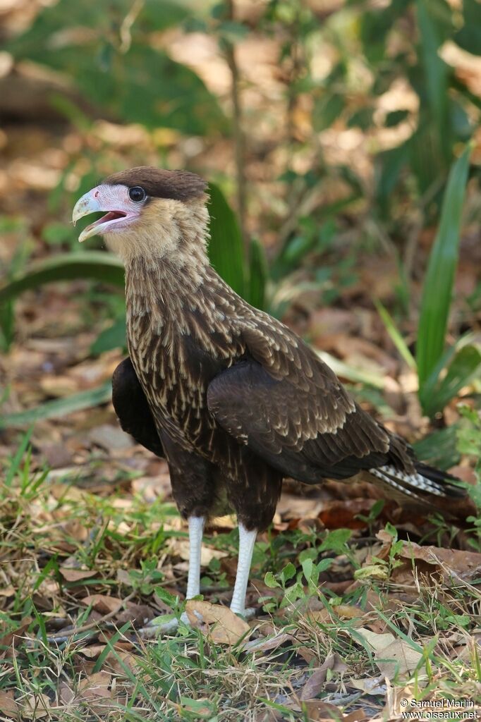 Southern Crested Caracaraimmature