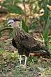 Caracara huppé