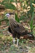 Caracara huppé