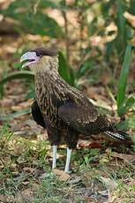 Caracara huppé