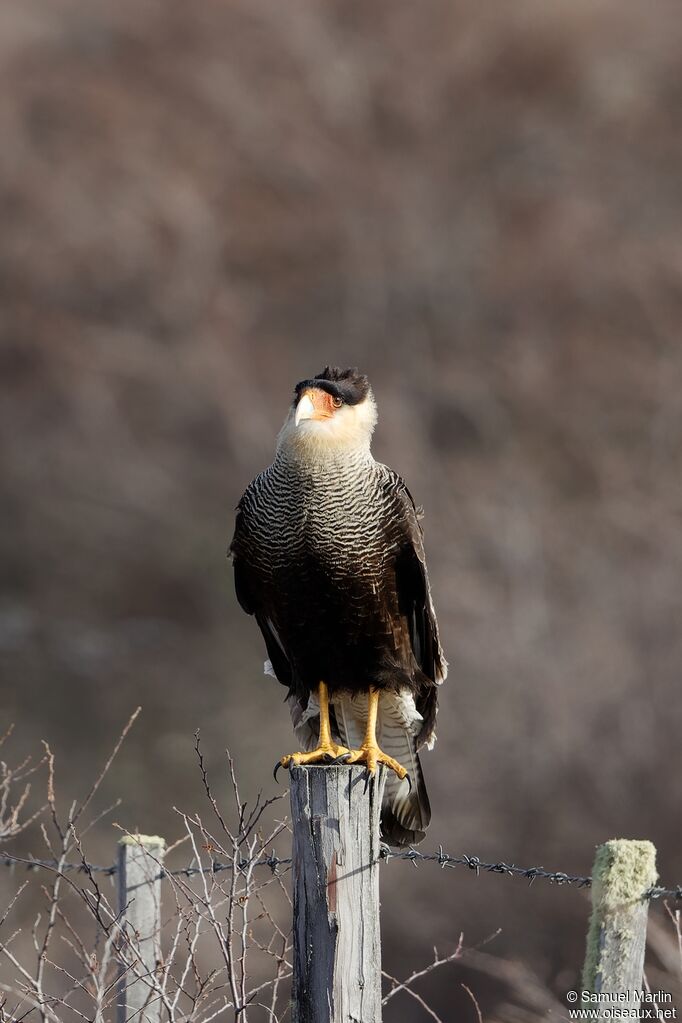 Caracara huppé mâle