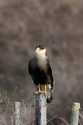 Caracara huppé