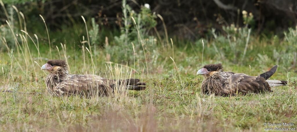 Southern Crested Caracaraimmature