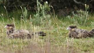 Caracara huppé