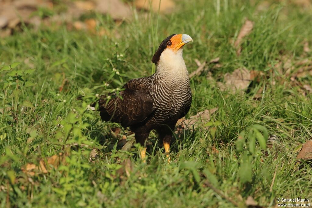 Caracara huppéadulte