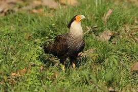 Caracara huppé