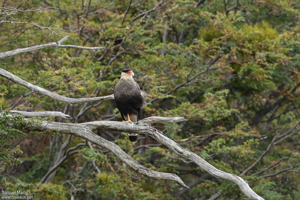 Caracara huppéadulte, habitat, pigmentation