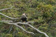 Caracara huppé