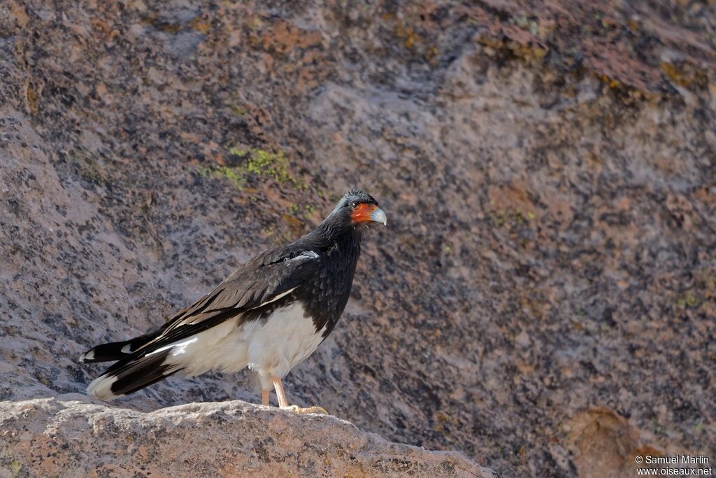 Caracara montagnardadulte