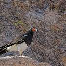 Caracara montagnard