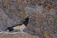 Caracara montagnard