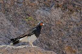 Mountain Caracara